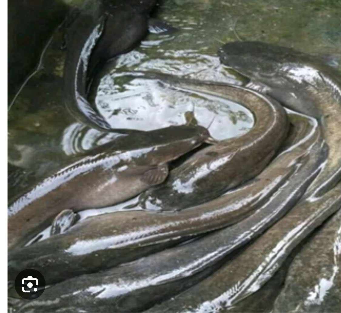 elvisteno's tweet photo. Disponible à Douala #poisson #mangerbio https://t.co/jd5k4jvlNf