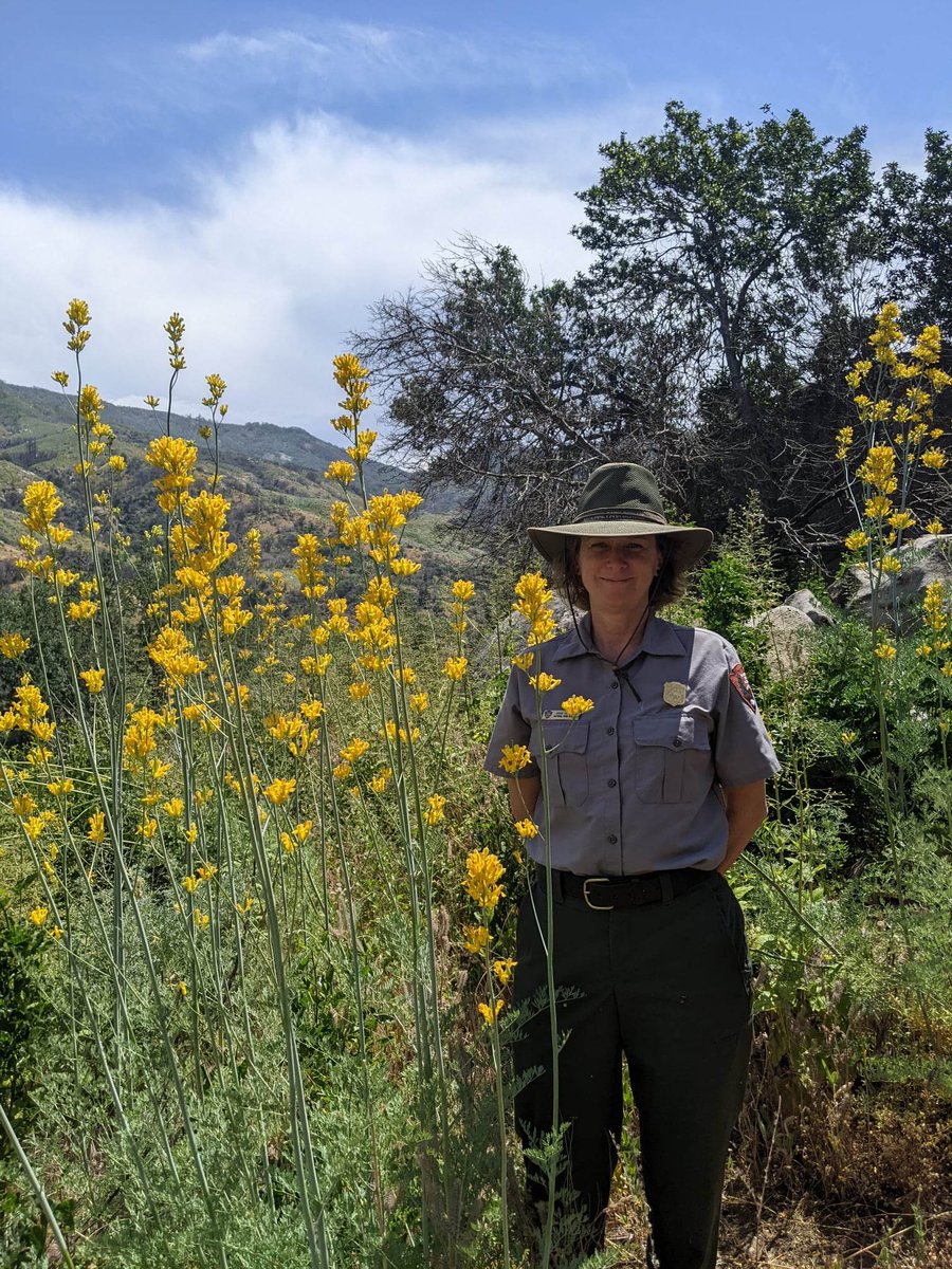 SequoiaKingsNPS's tweet photo. Some plants only bloom after fire. We're still seeing effects from the KNP Complex of 2021, with hillsides in the foothills painted yellow with golden eardrops, Ehrendorferia chrysantha, reminding us that while fire can be destructive, it also has beauty! Ranger Ann for scale. https://t.co/QedstGGxba