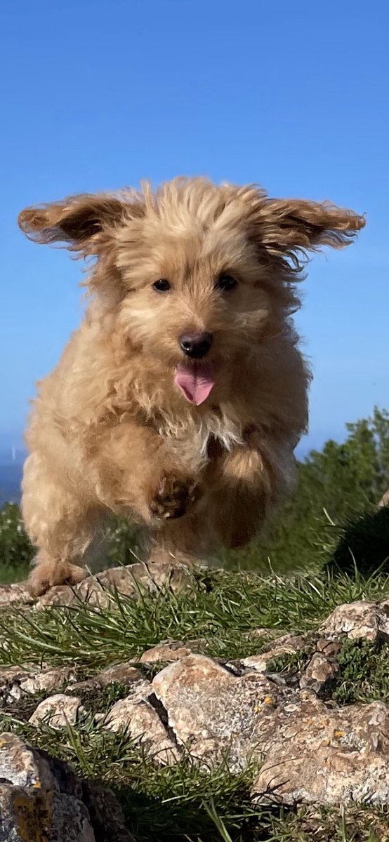 DylanOfDelfan's tweet photo. Ready for take off! #IbelieveIcanfly #AllEars #DogsofTwittter #cavapoo https://t.co/a3PhRyGRLE
