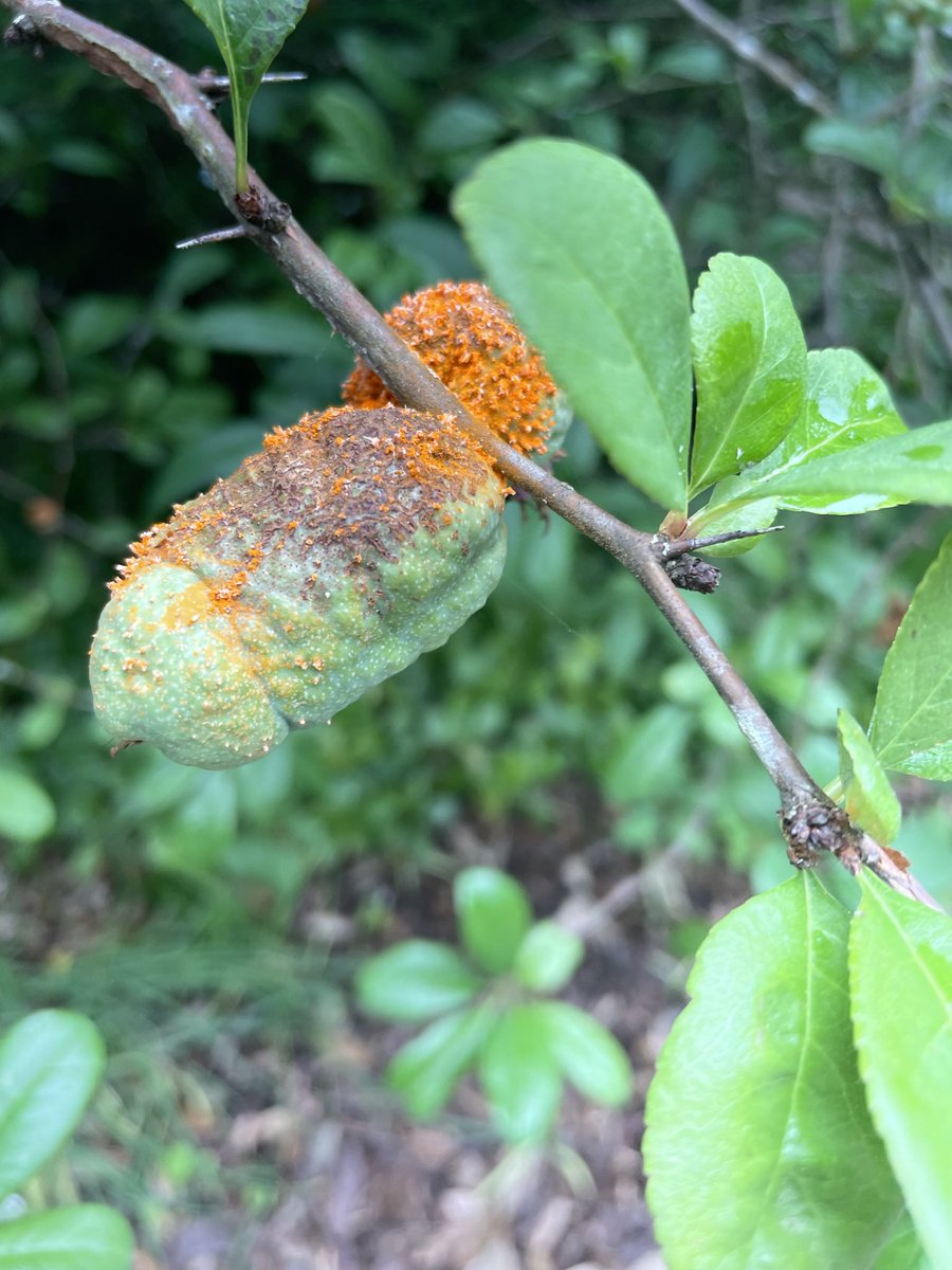 Nature’s Cheeto