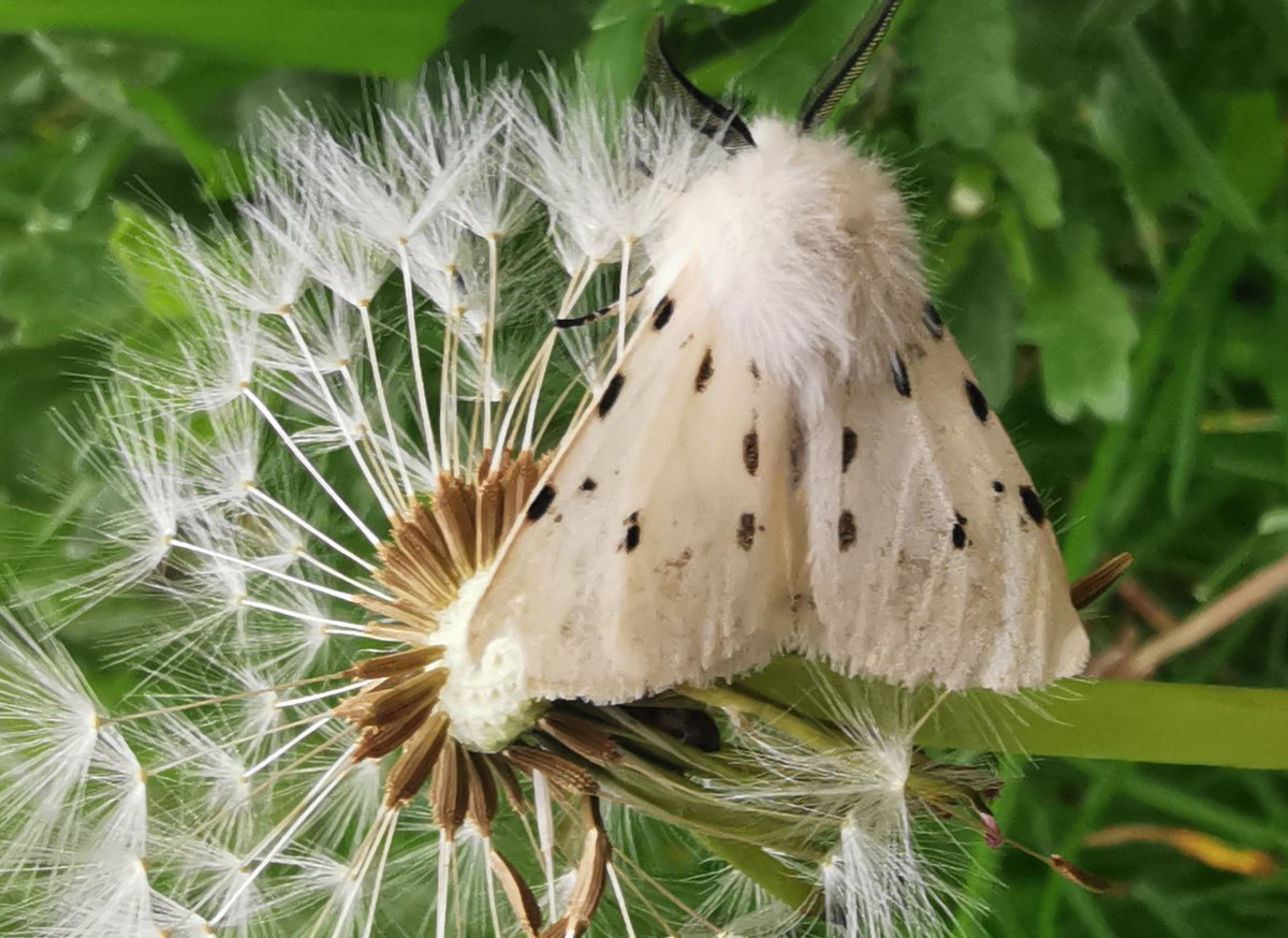 Don't forget to book your place for the Moths Ireland Conference in Abbeyleix before 9 June eventbrite.co.uk/e/mothsireland…