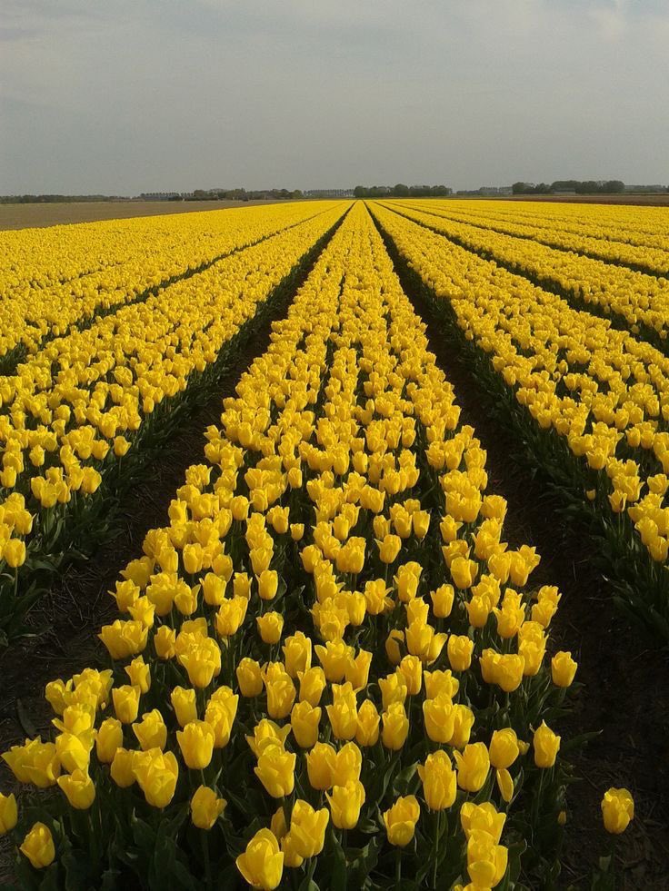 Yellow tulip field