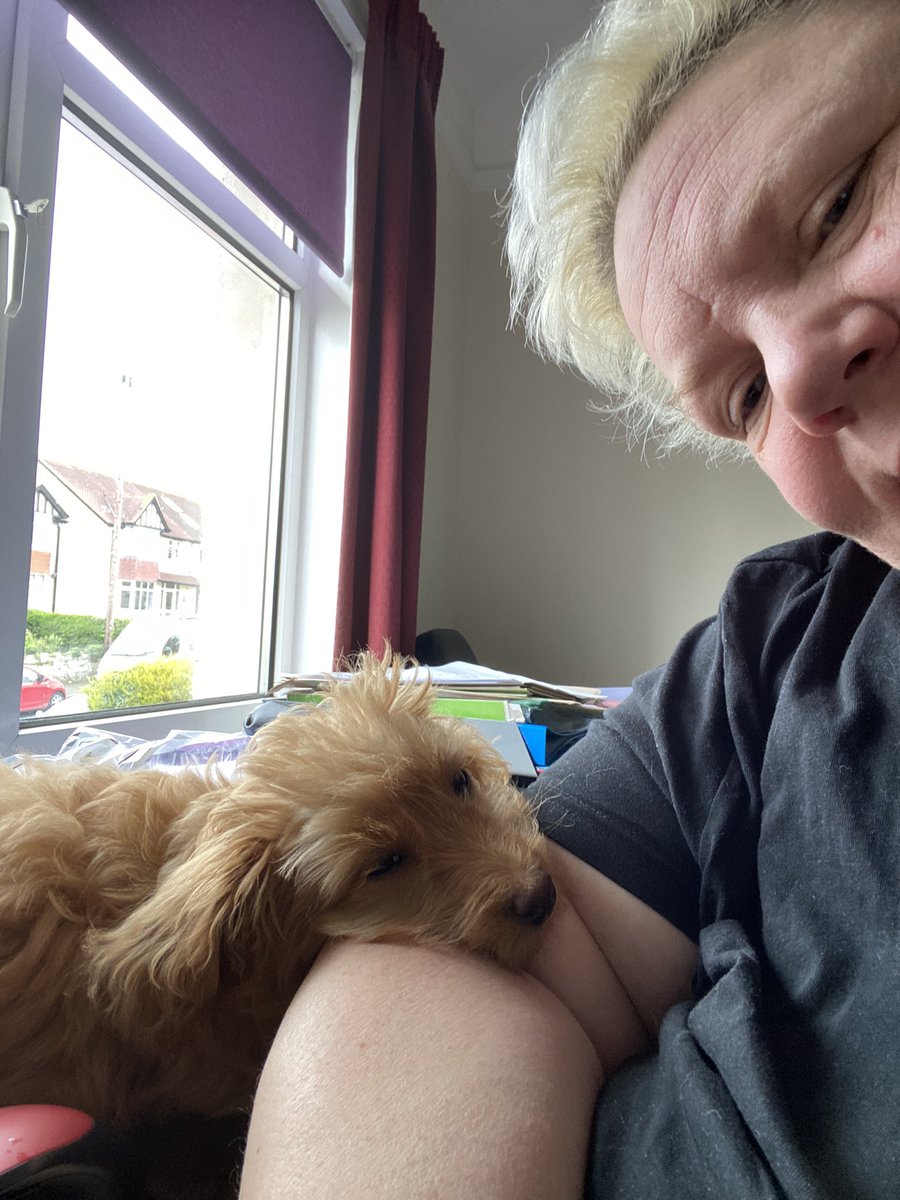 DylanOfDelfan's tweet photo. No mum, you’re not allowed to work! #homeworking #nothelping #DogsofTwittter https://t.co/XpCcvQV13K