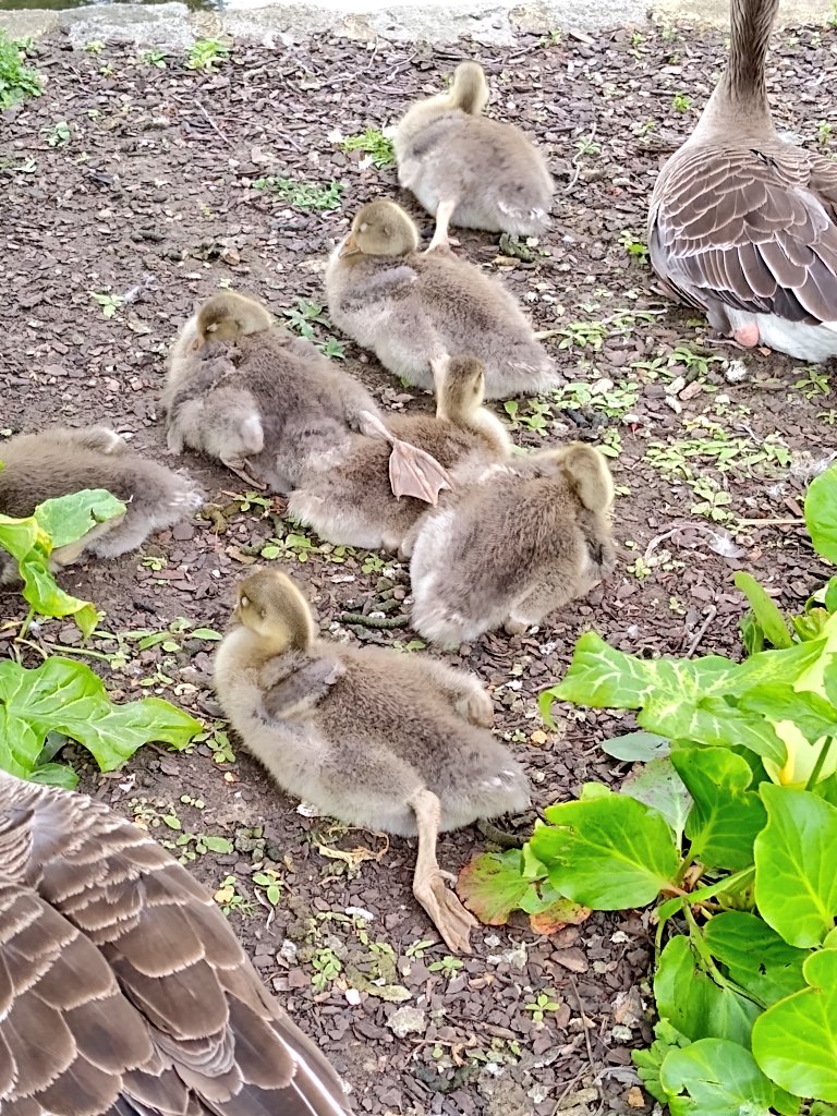 mrjintheuk's tweet photo. Baby ducks seen earlier at Regents Park. The duck asleep with the back leg on another is my spirit duck.
#bigfunwalk
#northlondonhospice https://t.co/9mao7V4P1j