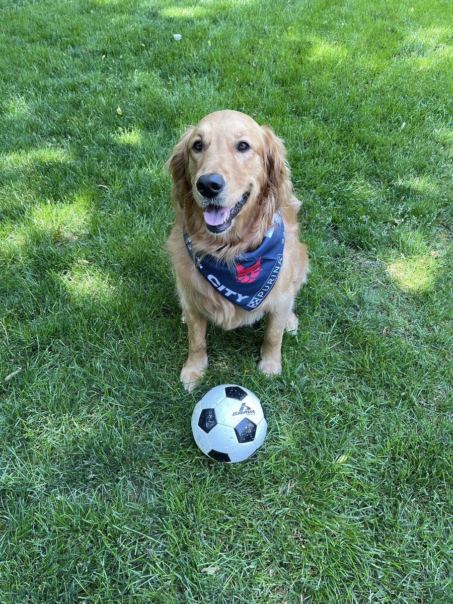 _ktrauts's tweet photo. Evie says “GO CITY!!”
And thanks for the bandana 
#AllForCITY  #stlcitysc #purina #goldenretriever https://t.co/jYNczs24Iw