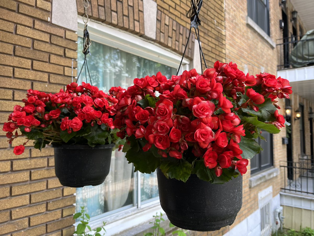 Off to a slow start, but next week will be even more colourful. #BrightRed #Begonias #SplashOfColour #SummerFlowers