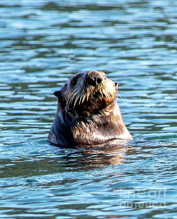 HealinghandsBob's tweet photo. New artwork for sale! - "Sea otter" - https://t.co/pCz2CGZQiP @shoppixels https://t.co/BZh344HxPq