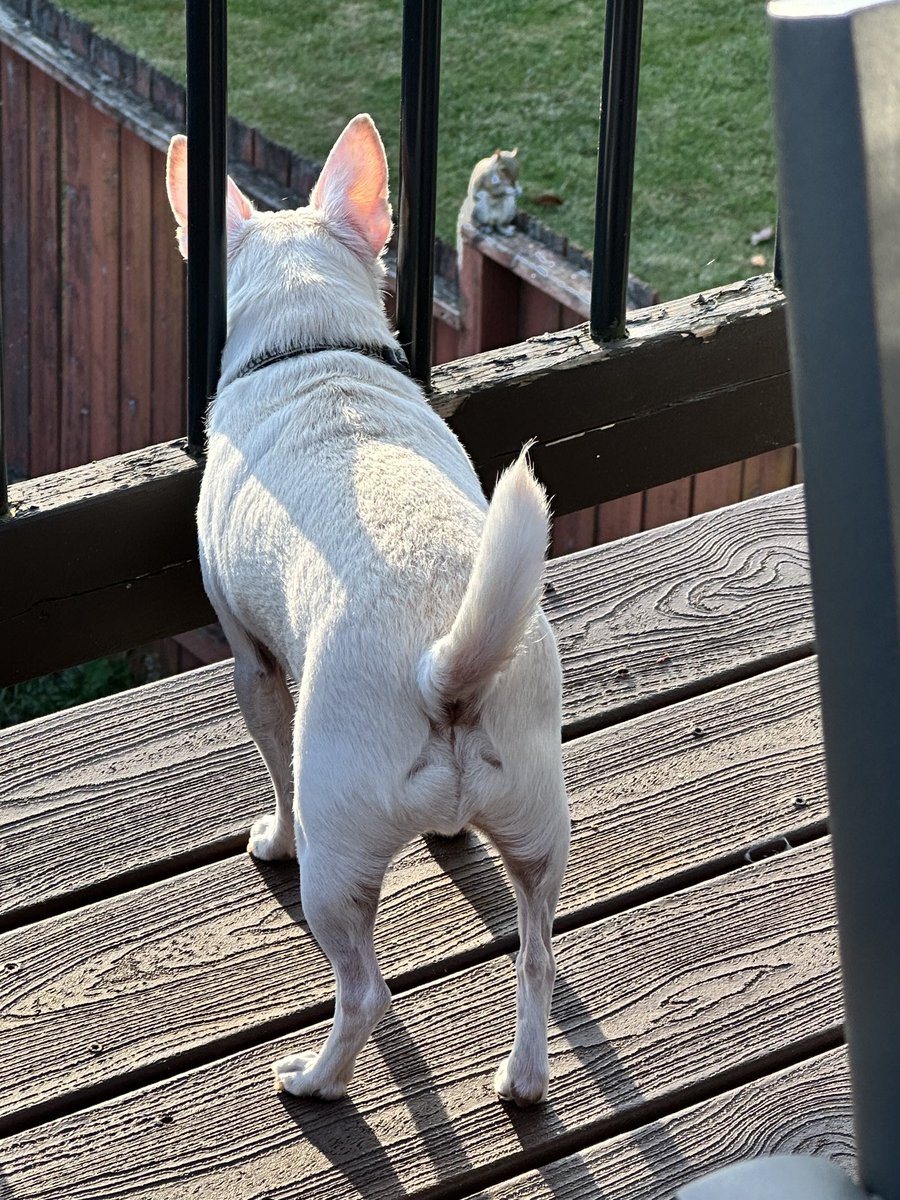 JaneMcCarthyRob's tweet image. When your dog defends his property from a squirrel whilst wondering who would win if it actually came to blows.