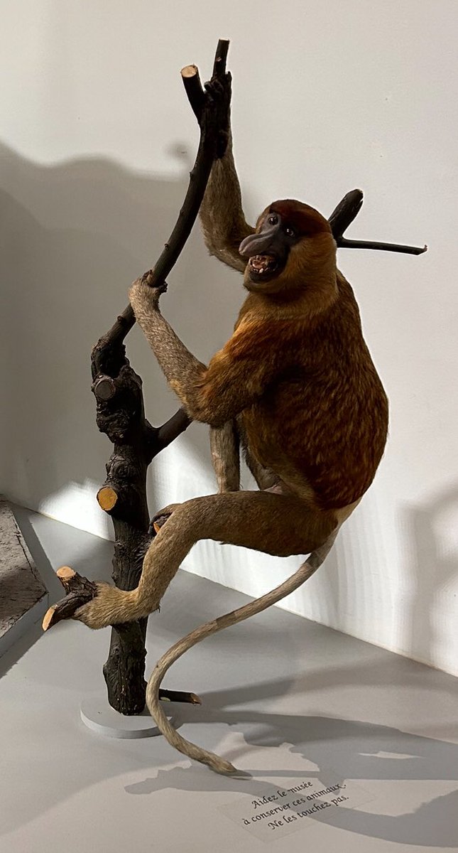 Goulven Roudaut tweet media