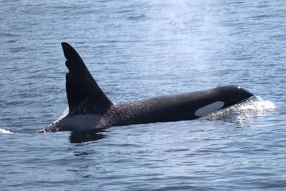 Ahoy! Whale watching from the Port Angeles Wharf is prime right now through September 4. See humpbacks and orcas! Daily tours available. 

📸 @pugetsoundexpress 

#visitportangeles #olympicpeninsula instagr.am/p/Csgwq97O6DO/