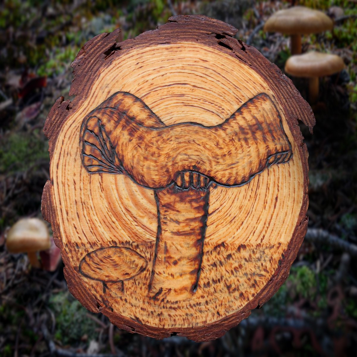 mycelialweb🕸 tweet media