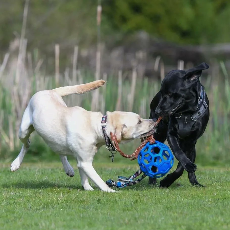 Alberta Guide Dogs tweet media