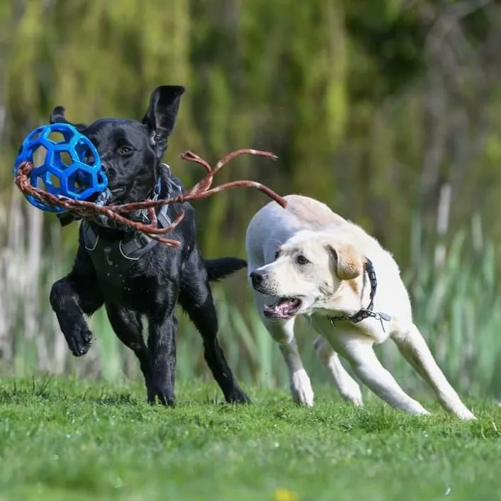 On #SelfieSunday Juniper, an 18-month-old yellow Labrador, proves yet again that sharing is caring on a playdate with one-year-old Arby!

Thanks to Puppy Raiser Lorna for capturing these wonderful photos! 

#guidedogs #servicedogs #volunteer #dogs #puppy
