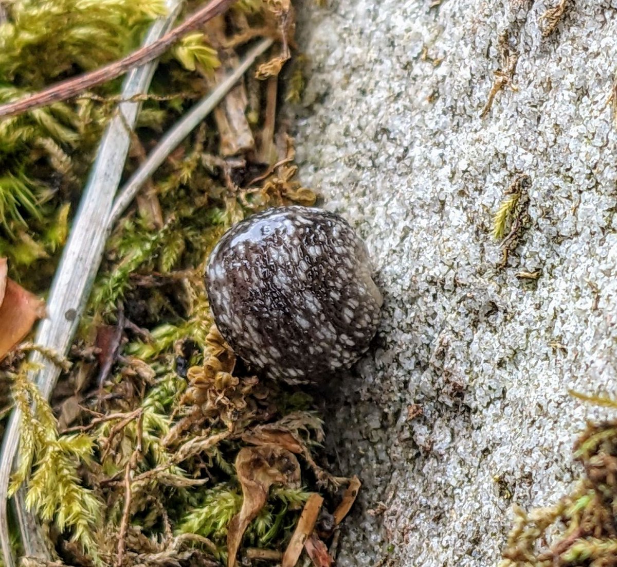 The cutest little ball of baby Kerry slug (Geomalacus maculosus) you might see today 🐌 #KillarneyNationalPark