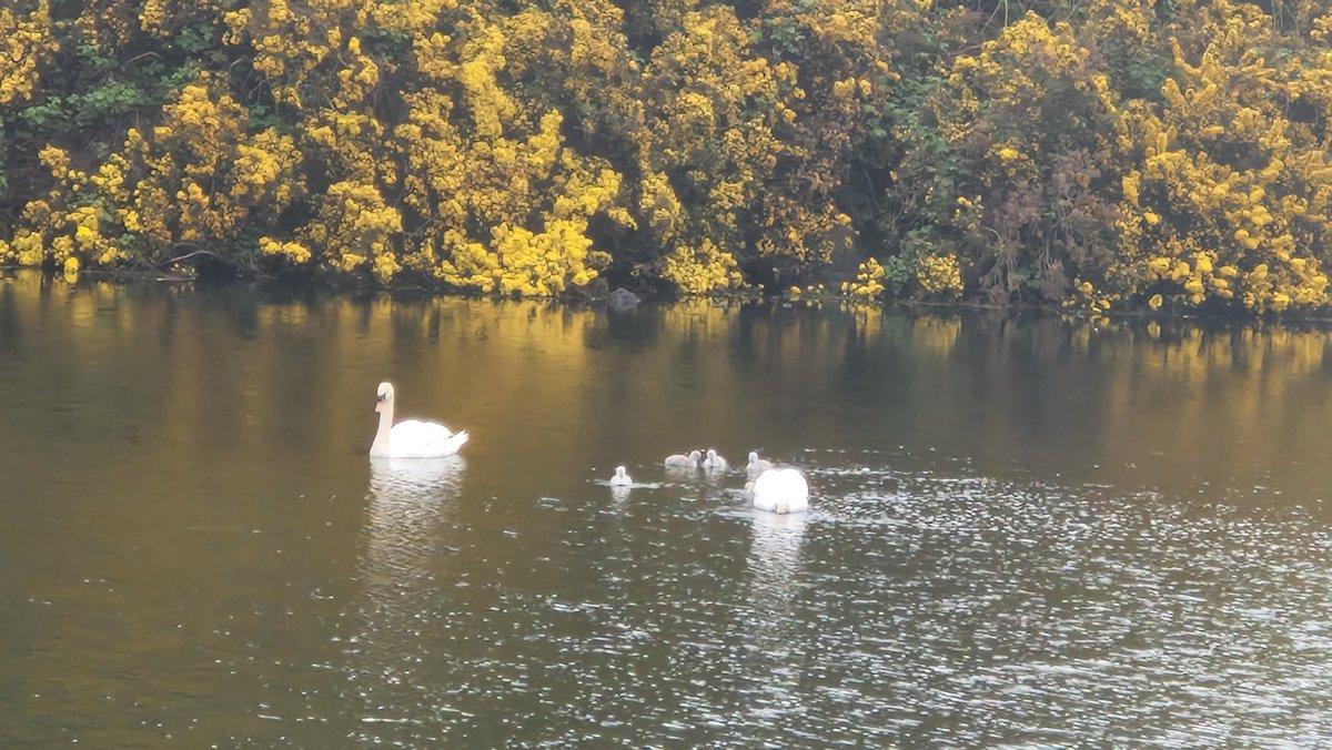Six cygnets at Dunsapie Loch Edinburgh.  #swanwatch @swanoclocknews @SwanwatchUk