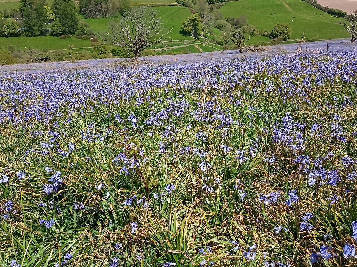 A very brief overnight stay to recharge our batteries and see these spectacular bluebells #ExmoorNP  #LazySundayMorning
