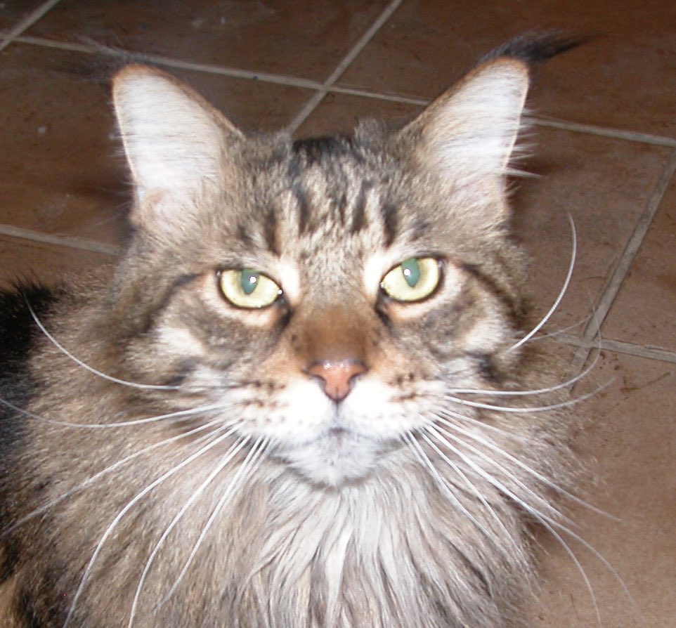 AmfsbAnne's tweet photo. #MarCo
#MaineCoonKitty
โฆ@AmfsbAnneโฉ https://t.co/ZvRQ5WO7yc