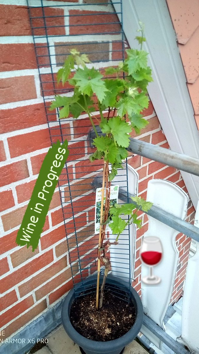 DerPfeffie's tweet photo. Wenn man schon gerne an die Mosel fährt &amp; Mosel Wein trinkt, kann man auch selber Weinpflanzen züchten 🍷😋
#wein #weinpflanze #weinprobe #weintasting #Mosel #moselschleife #moselsteig #moselliebe #moseltal #moselwein https://t.co/09dgiuJrgQ