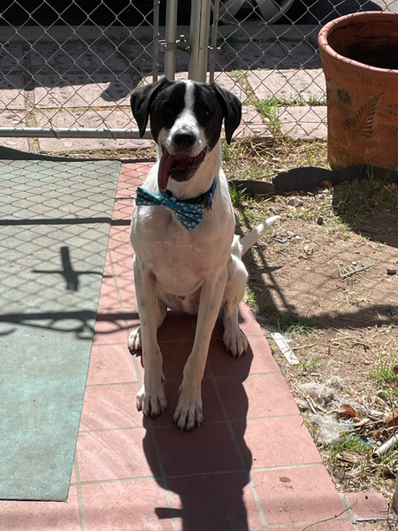 Adoptable #Dog #GummyBear_PIMAAZ_03 Ready for a walk so he can chase lizards.  getpet.info/GummyBear_PIMA…