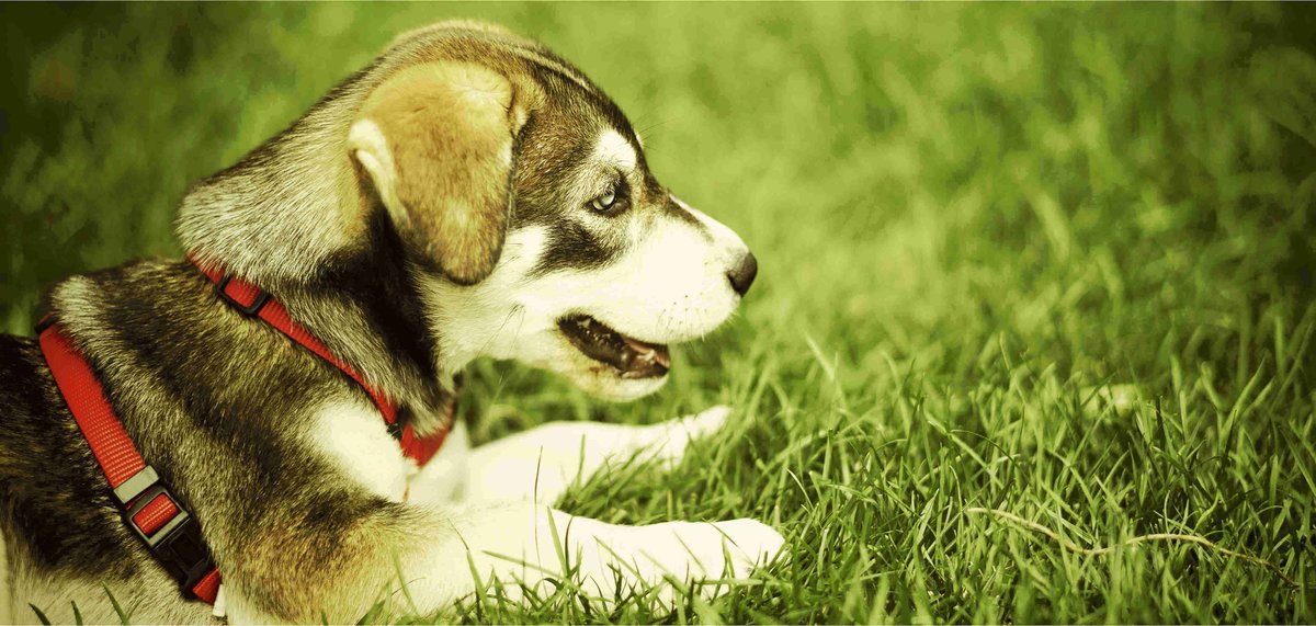 ReadyPetGoLtd's tweet photo. Does your dog need some exercise or social time outdoors?  We currently have some daily group dog walk spaces remaining.  Mon-Fri, 1 hr lunch slots, just £11.50 per walk.  

https://t.co/5QE6dVbV2n #mottingham 

#eltham #neweltham #chislehurst #elmsteadwoods #wellhall #se9 https://t.co/CBWYTopLDa