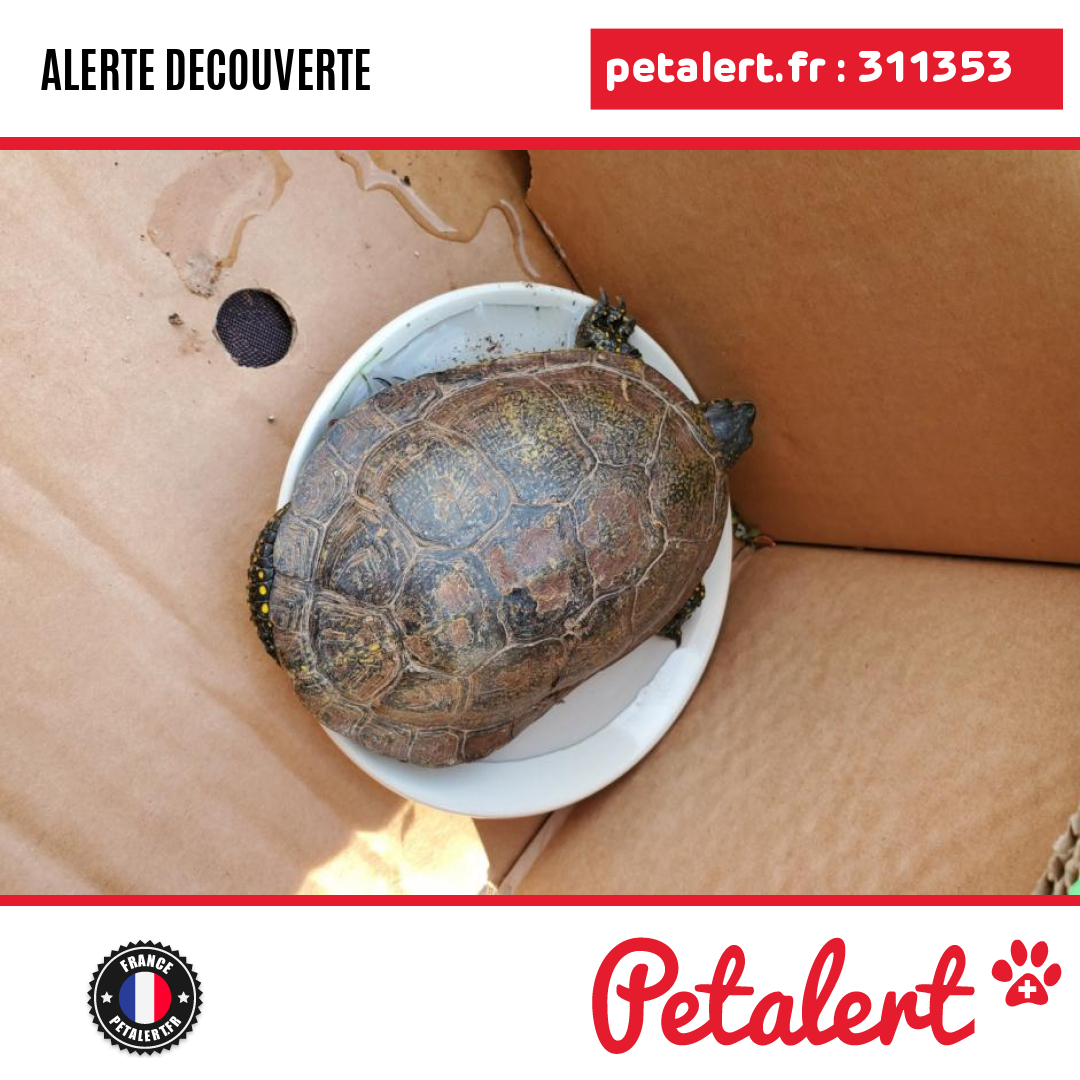 petalert_france's tweet photo. Trouvé #Tortue #Vosges #SaulcySurMeurthe #Petalert  #PetAlert88 / https://t.co/sq4ARDpoNx https://t.co/rQ6R0aR6T7
