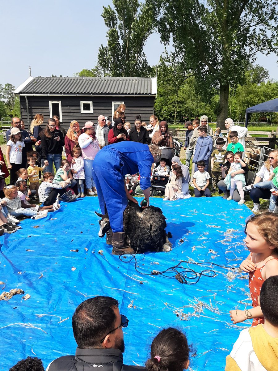 Gezellig druk op #StadsboerderijDarwinpark Ruim 2300 bezoekers zagen hoe omze schapen verlost werden van hun dikke winterjas. Verder was er ook weer van alles te doen!