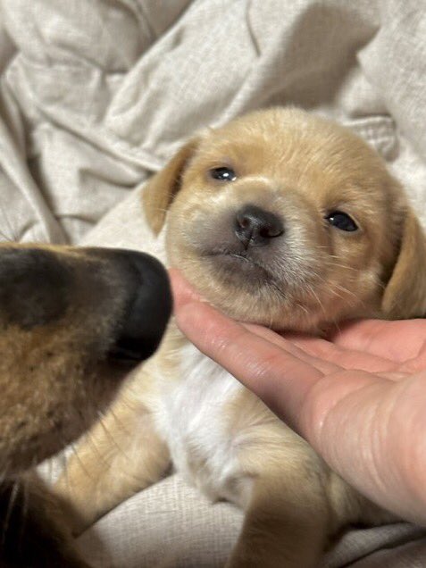 takemybear 🐶 tweet media