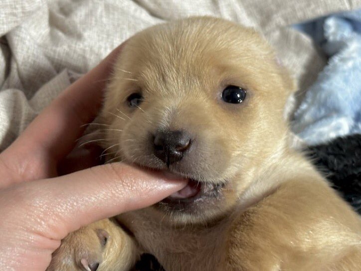 takemybear 🐶 tweet media