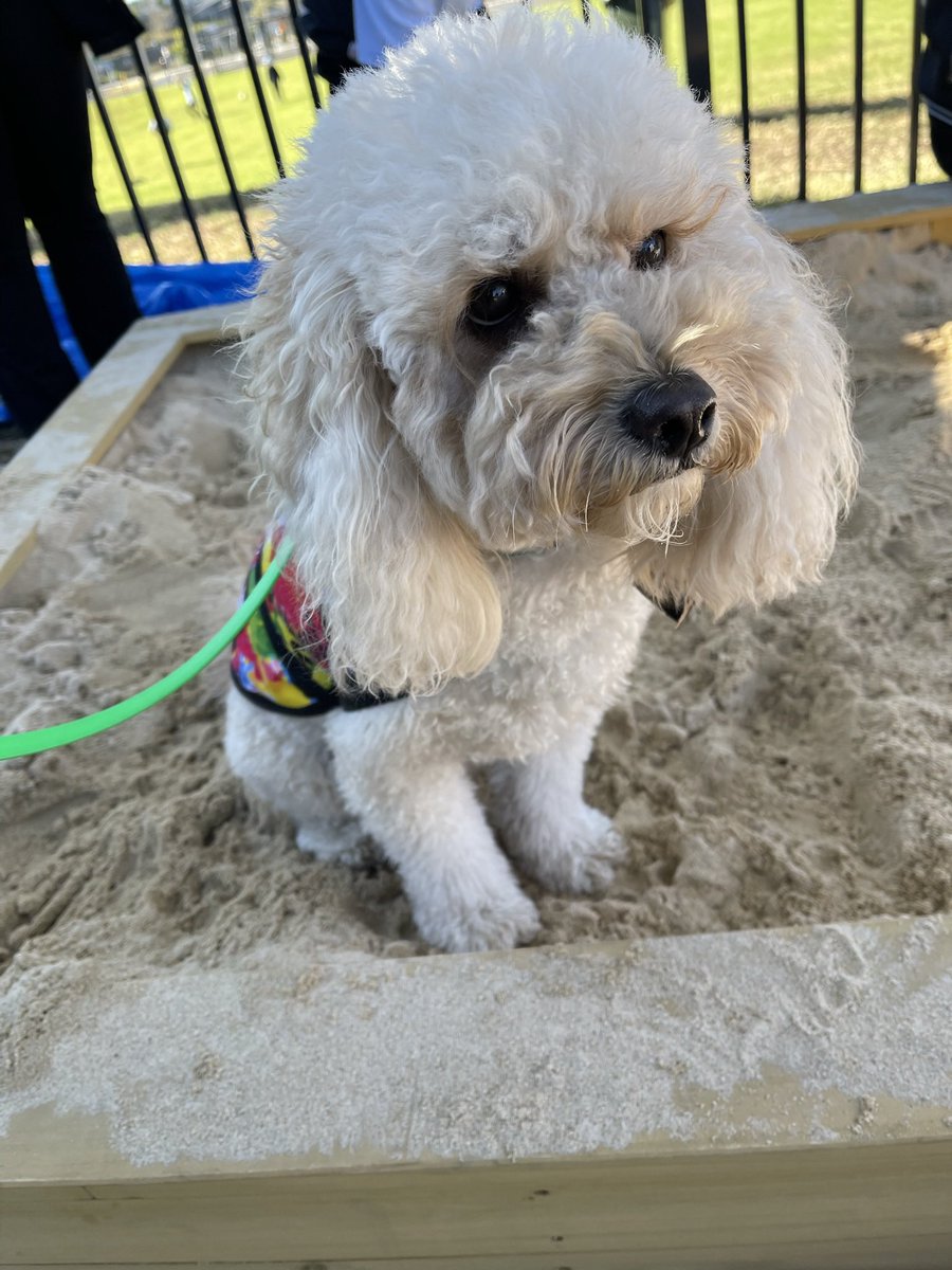 Jellybean not too sure what he is meant to do in the sandpit….he decided he was just going to sit🐶🤷🏻‍♀️ #Jellybean #sandpit #play #schooldog #dogsofeducation #lovewhatwedo