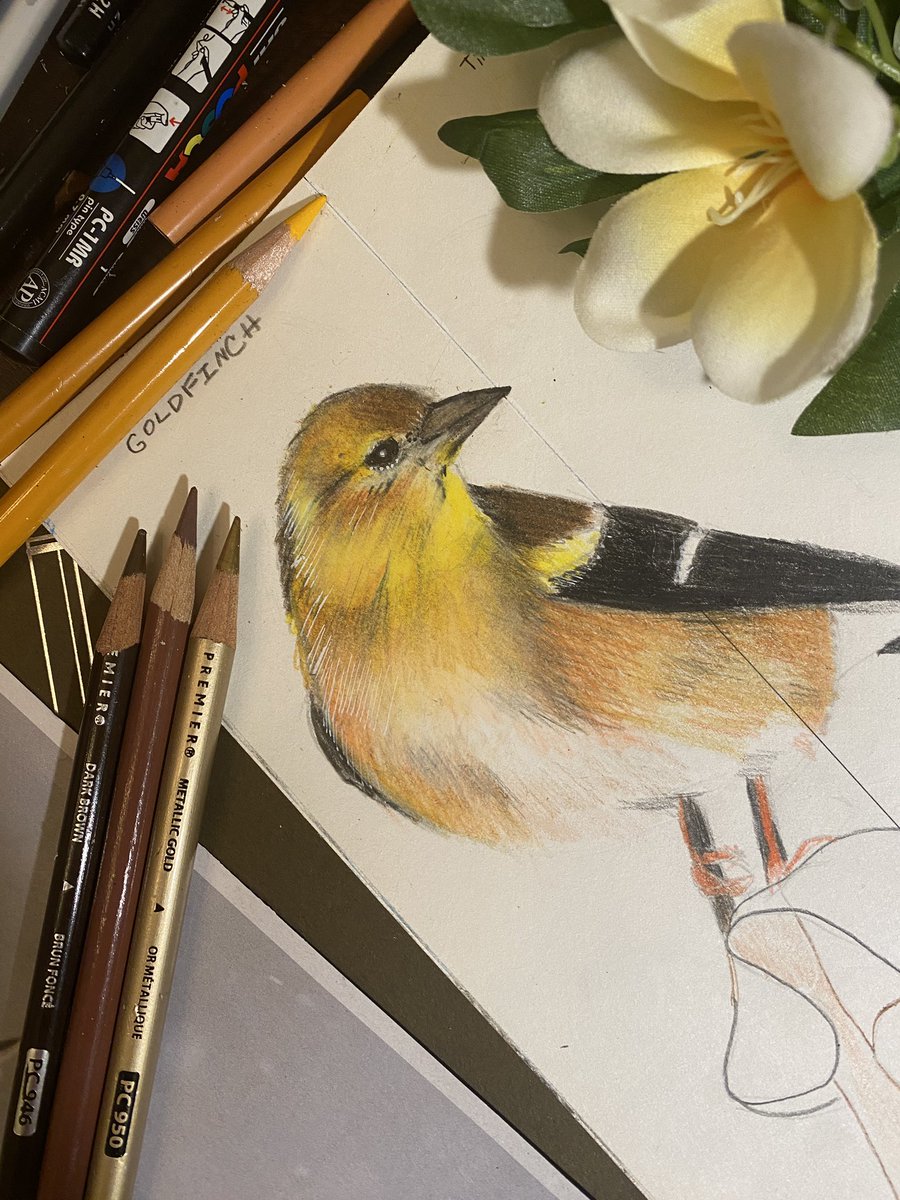 Goldfinch sketch alongside my <a href="/PrismacolorUS/">Prismacolor</a> pencils. Not much down time lately, but I still love to draw when I can. #drawing #BirdArtist