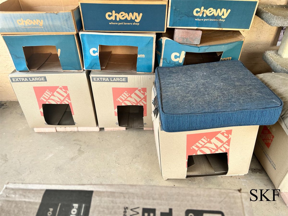 @MissyBBBobtail Sabre: Well Done Missy, 
I love playing hide and seek with the Big Guy,
Today I crawled way in the back of the Cardboard Catico Condo to take my #SundayAfternoon Nap,
😻📦💤
And The Big Guy was Looking and Looking all over for me,
😹😹😹
#CatBoxSunday 
#CatsOfTwitter
