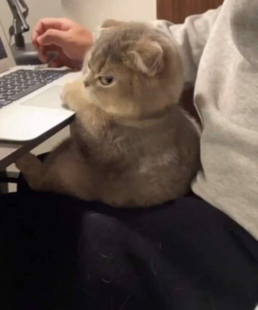 CatGenie's tweet image. when Instagram is down