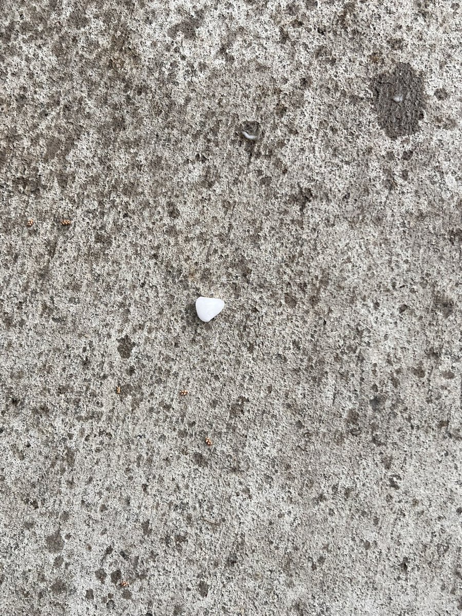 TGioA11's tweet photo. Some #hail action outside our @KRNV studios. #nvwx @NWSReno https://t.co/XyRc5KQiYe
