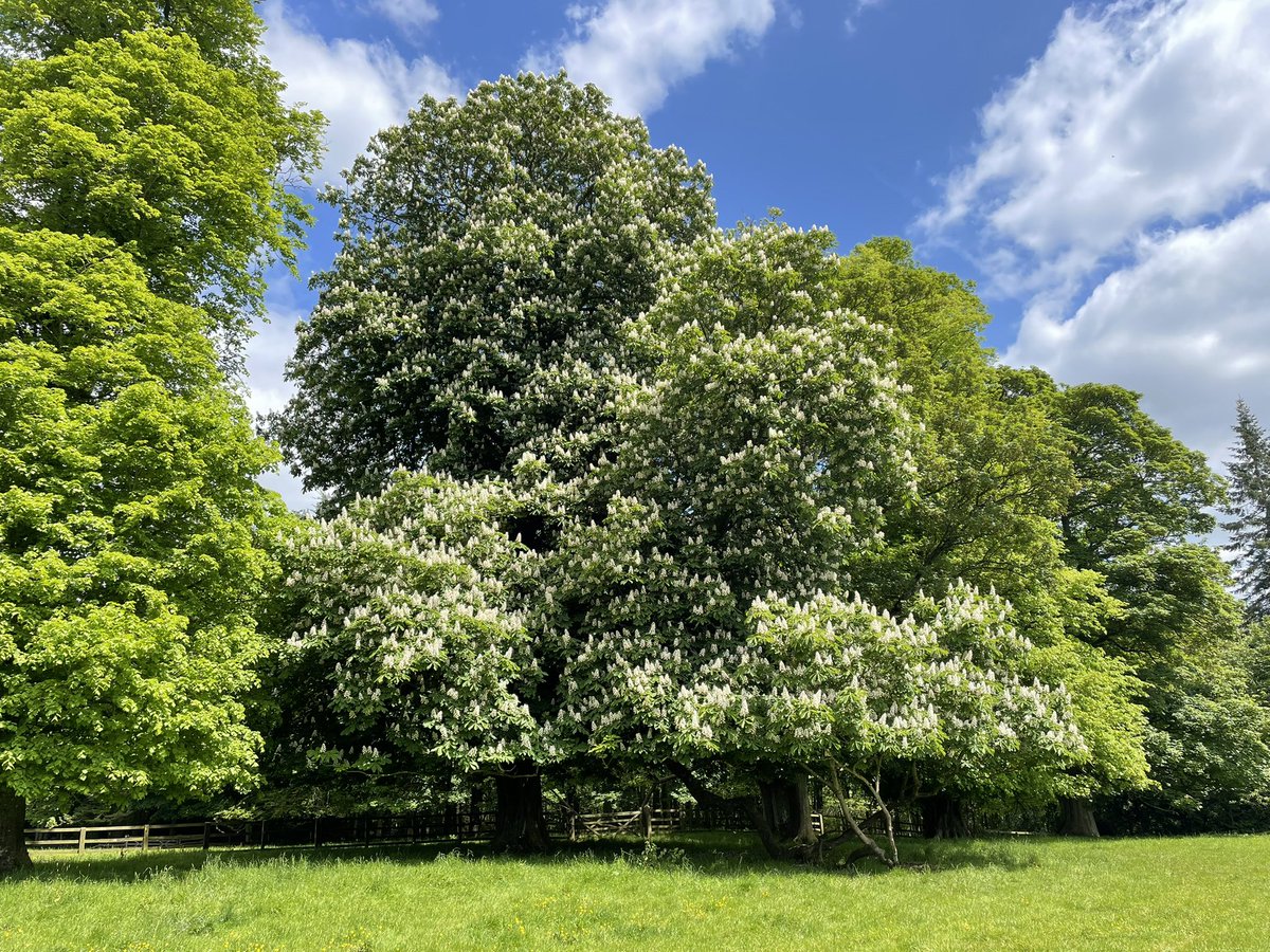 Michael_Taylor7's tweet photo. @DrTrevorDines @BSBIbotany @wildflower_hour Yes and other trees like this horse chestnut seem to be having a good year https://t.co/sAC0xISJrm