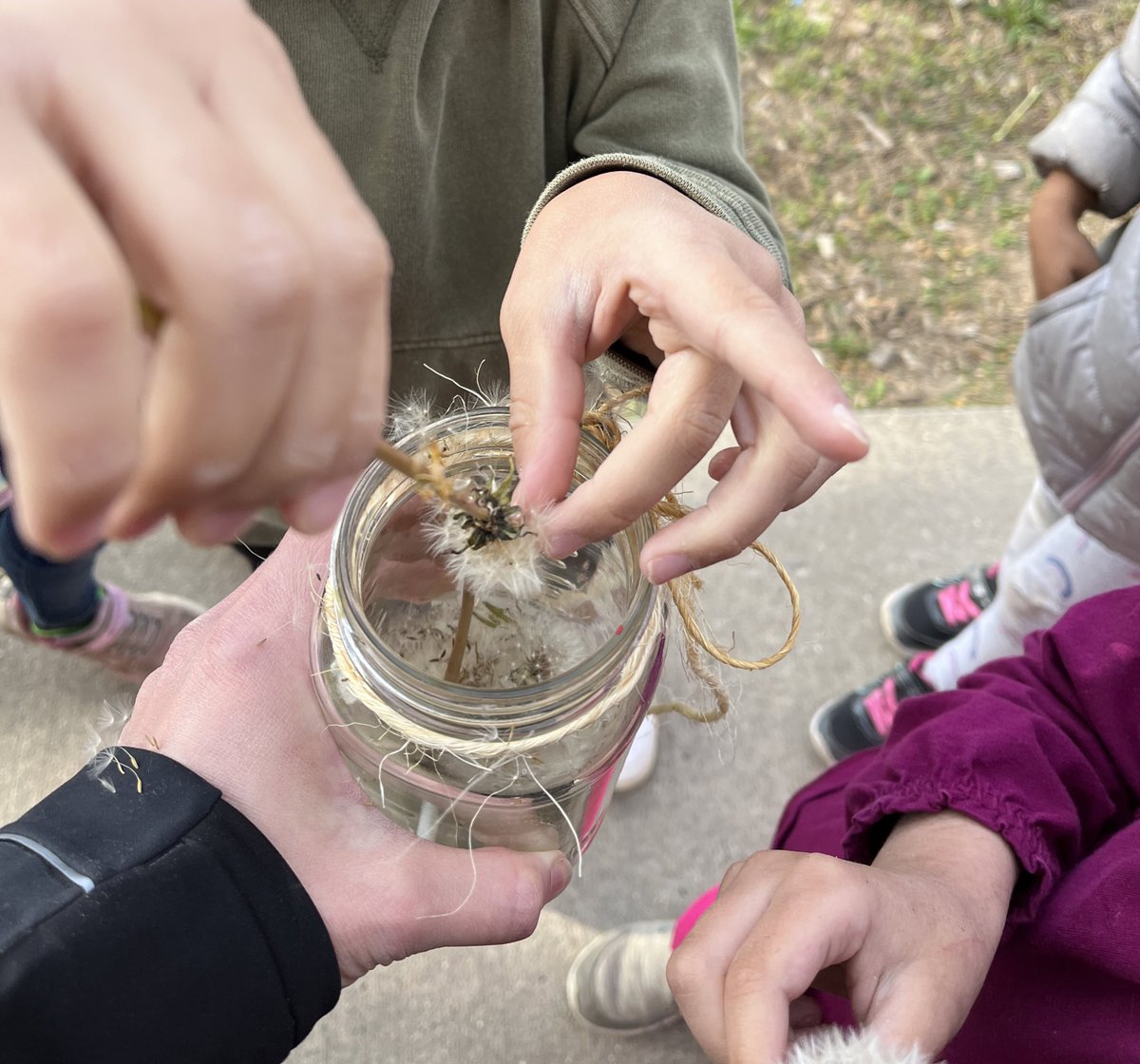 We made our dandelion wish jar! Make a wish and add it to the jar. On the last day of school we will release our wishes! <a href="/TVDSBKinder/">TVDSBKindergarten</a> <a href="/louisearbourfi/">Louise Arbour FI</a>