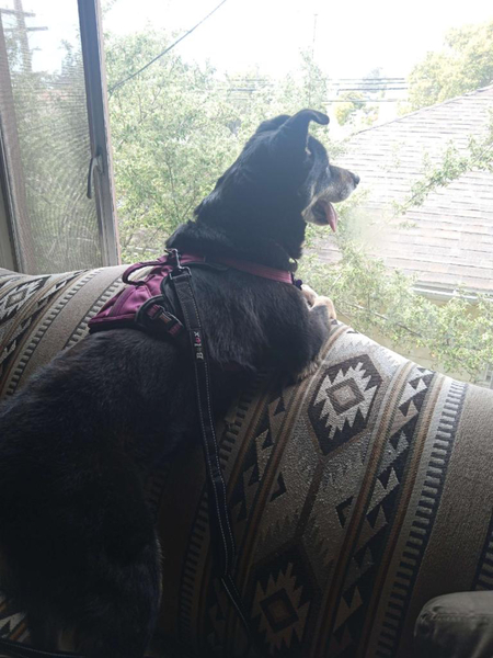 #Dog #Alicia_CCSTCA_02 I love a good window to watch all the excitement outside  getpet.info/Alicia_CCSTCA_…