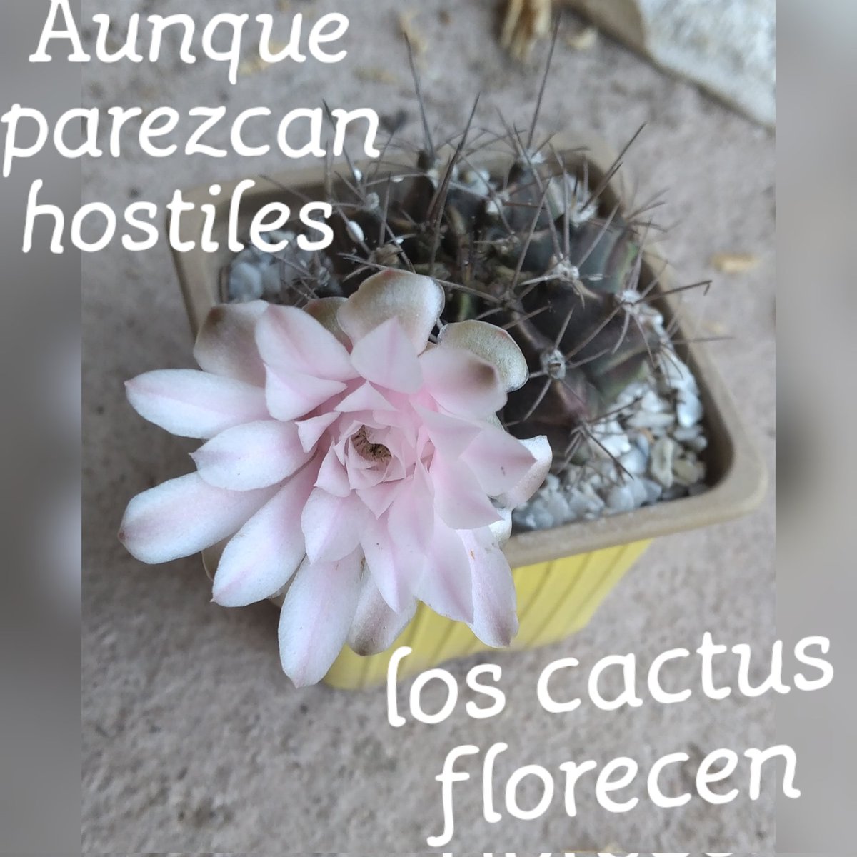 #cactusysuculentas
