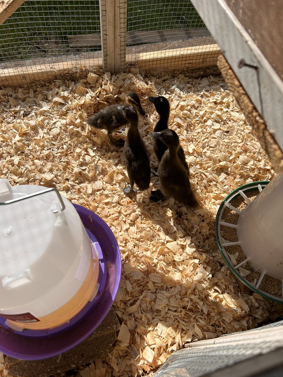 Dr. Amy Neill tweet media