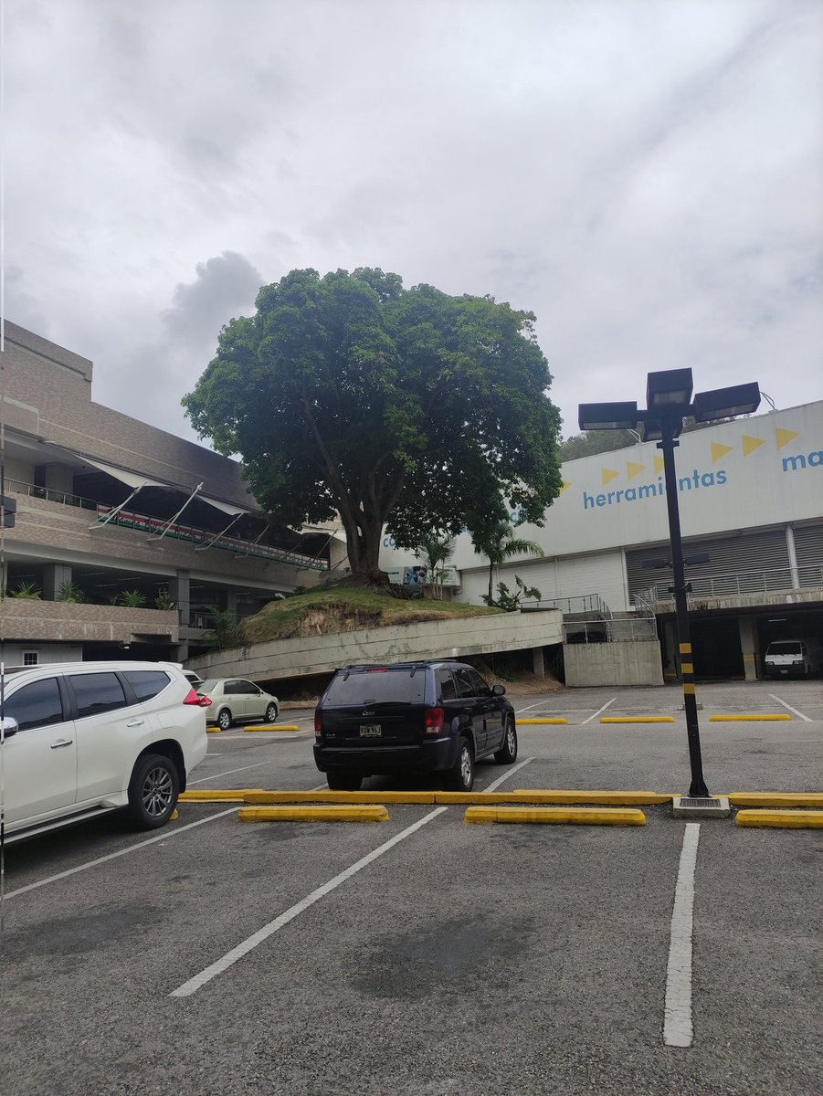 SavignanoLuis's tweet photo. Un ejemplo de como integrar un árbol que tiene tantos años y no talarlos ni tumbarlos cómo lo hizo Traki en la boyera. Este de la foto es del expreso baruta dónde está Epa. https://t.co/AdVn2OcCW0