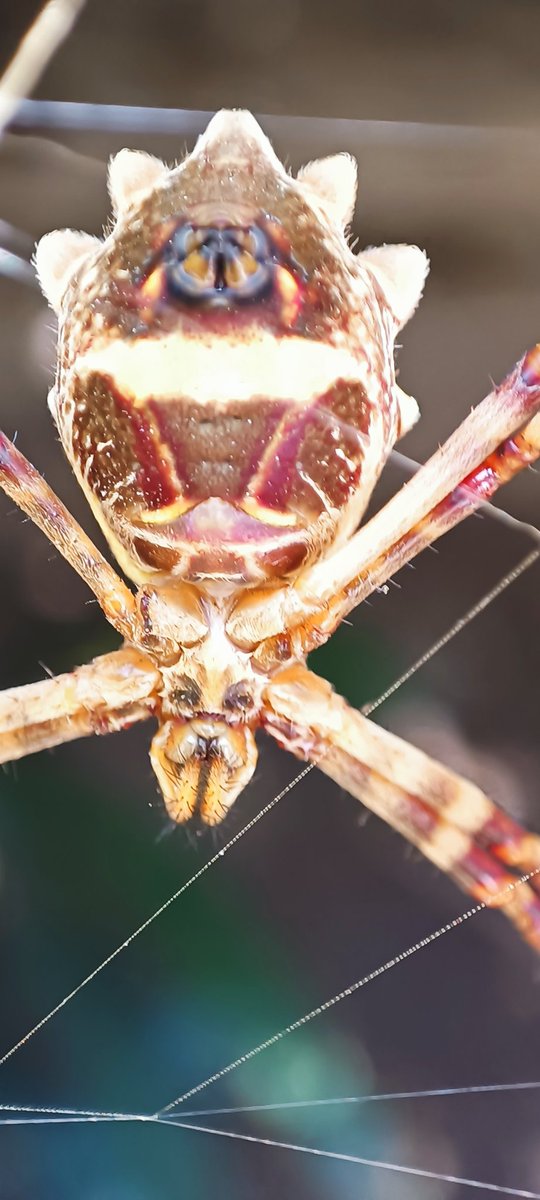 GN #NFTCommunity 🌿🕷️