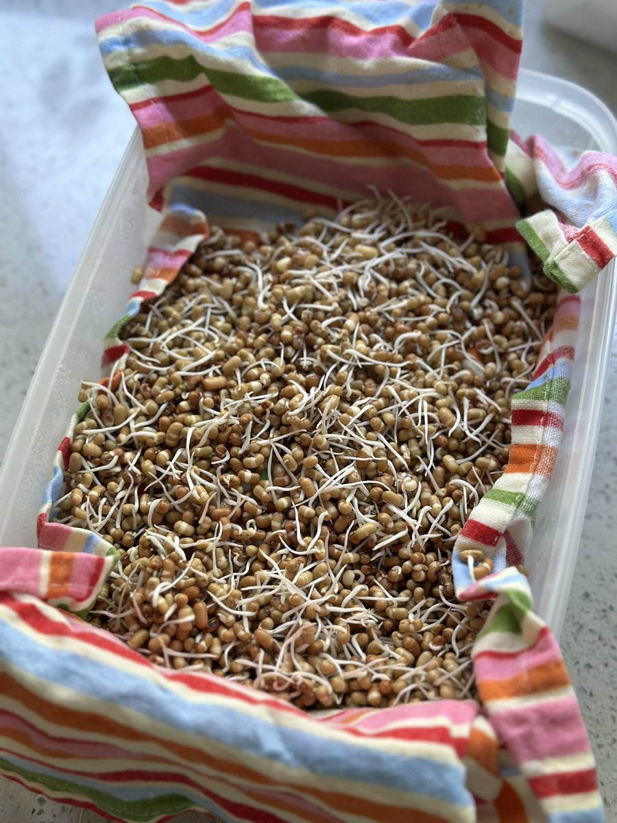 zanzaneet's tweet image. A busy weekend didn’t give me chance to update you on my moth bean sprouting situation. This is how they looked yesterday when I took them out of the airing cupboard.  #mothbean #sprouting

Here’s how to do it :
zanzaneetkitchen.com/how-to-sprout-…