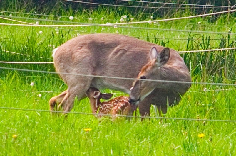 The deer staying close to the house has a project.