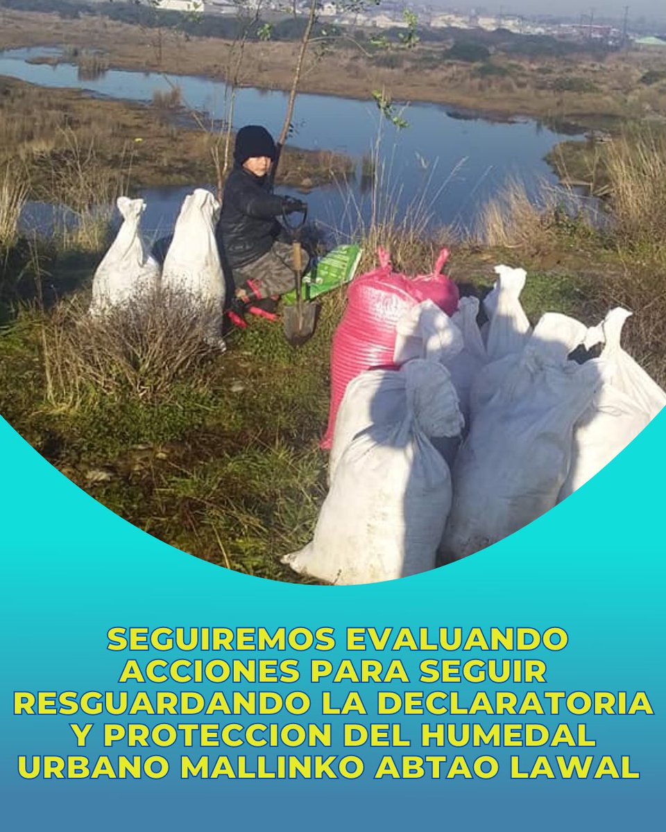 FutaMapu's tweet photo. La presión inmobiliaria continua, no les interesa la protección del humedal y quieren construir casas a toda costa, sin considerar que ya hay poblaciones completas han sido demolidas por fallas estructurales graves, otras inundadas  y otras más impregnadas en hongos. https://t.co/FvFN9MxYcJ