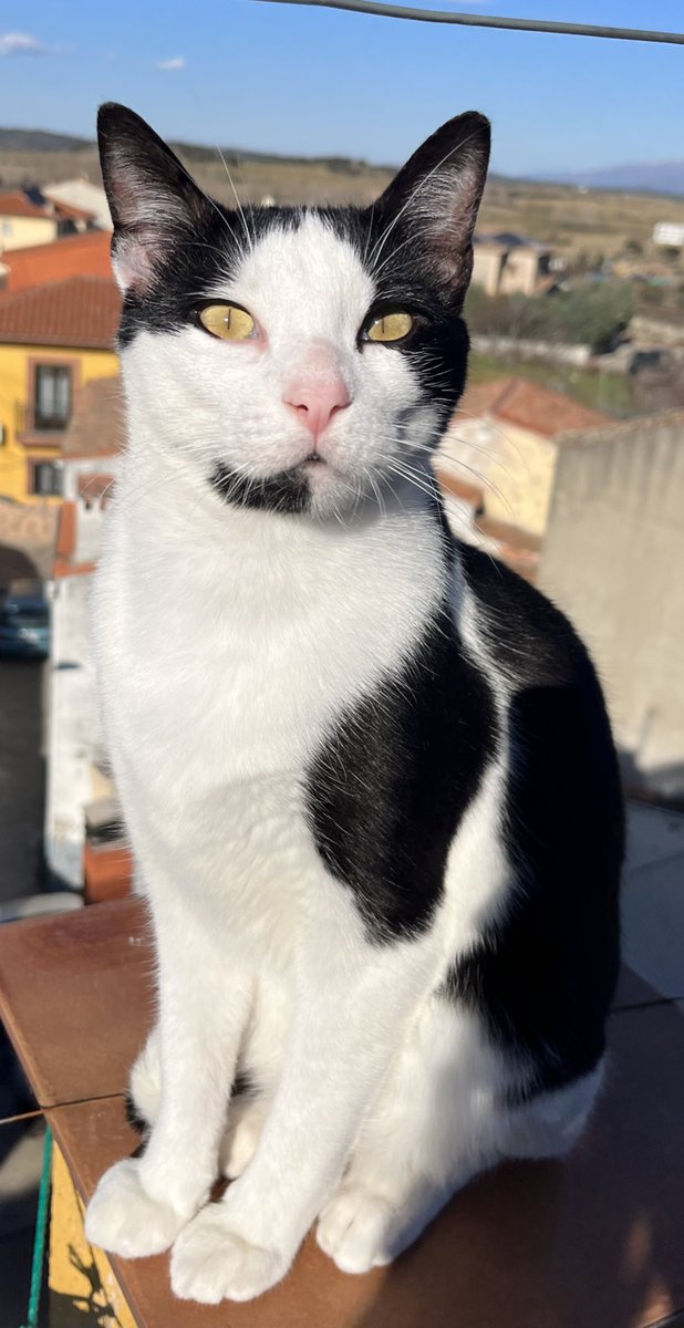 nissary's tweet photo. @ComeWithMe44 Foto se mi mascota // como se llama https://t.co/4v6NfbvJc5