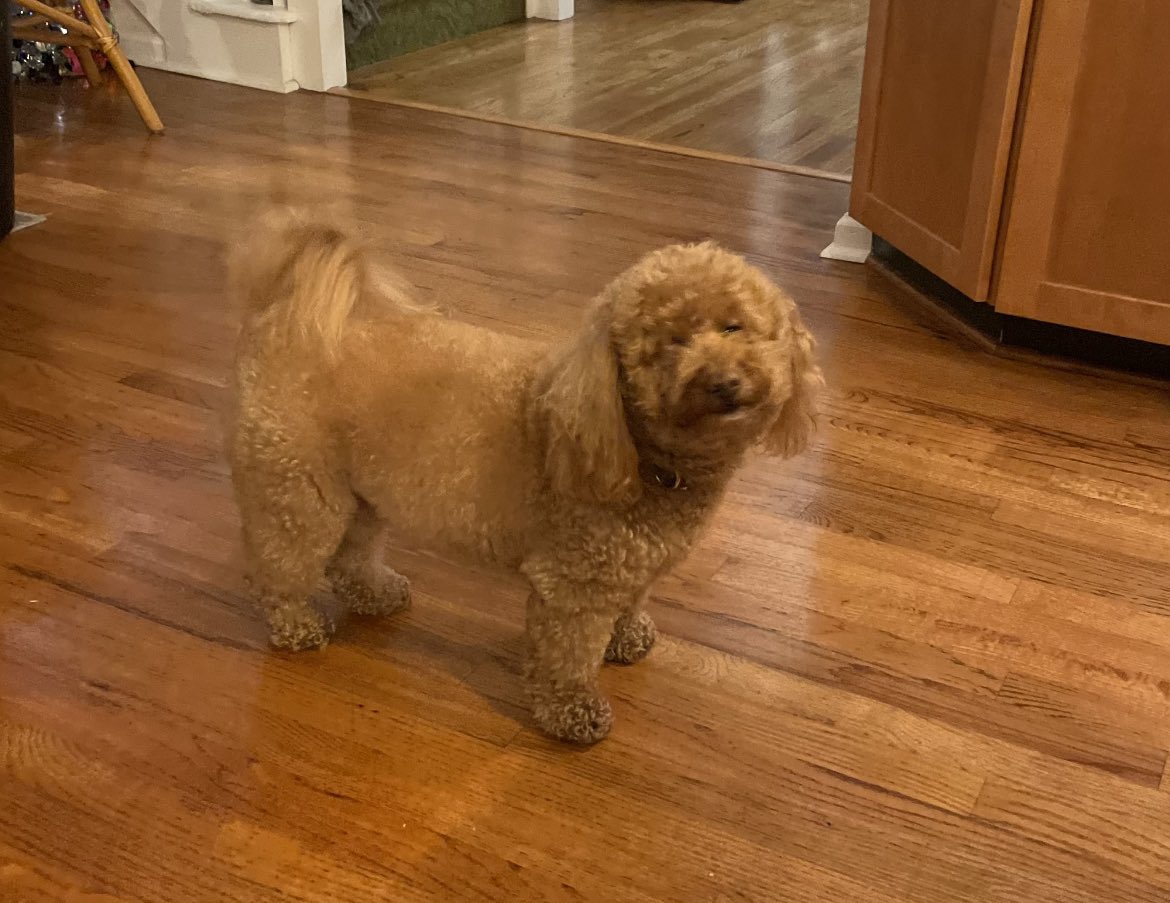 cieramthomas's tweet photo. @Guardians my dog is the real life Blurp https://t.co/cmZHEN5a8w