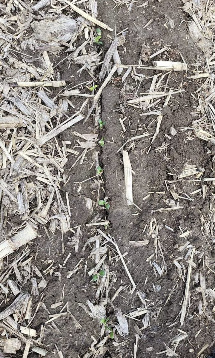 30+ days, multiple frost, and a heavy rainfall and crusting event later.. the early planted beans grow on! Soybeans are one tough son of a gun.