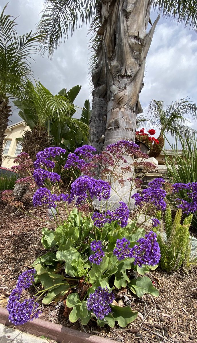 #FlowerReport from The Huntington Gardens in Pasadena CA ☀️