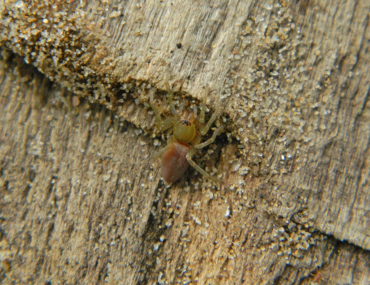 Reefpaths's tweet photo. Beautiful 🕷️with pinkish, velvety abdomen, olive coloured head &amp; legs observed in silken cell neath driftwood, dunes at Seaburn beach, Sunderland 20.5.23 🔎 Confident with Clubiona genus &amp; wondering whether terrestris is a candidate? https://t.co/DiXBZvlsN8