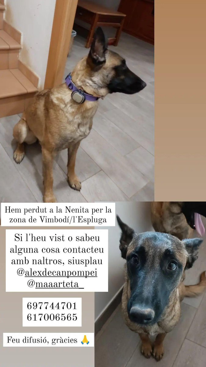 maartaa24's tweet photo. Hem perdut a la Nenita per la zona de Vimbodí/l'Espluga de Francolí, si sabeu alguna cosa o l'heu vist, contacteu amb mi @maartaa24 o l'@amartxv siusplau🙏 697744701 🙏 Feu difusió, gràcies!!! https://t.co/bxmQgbSHMJ