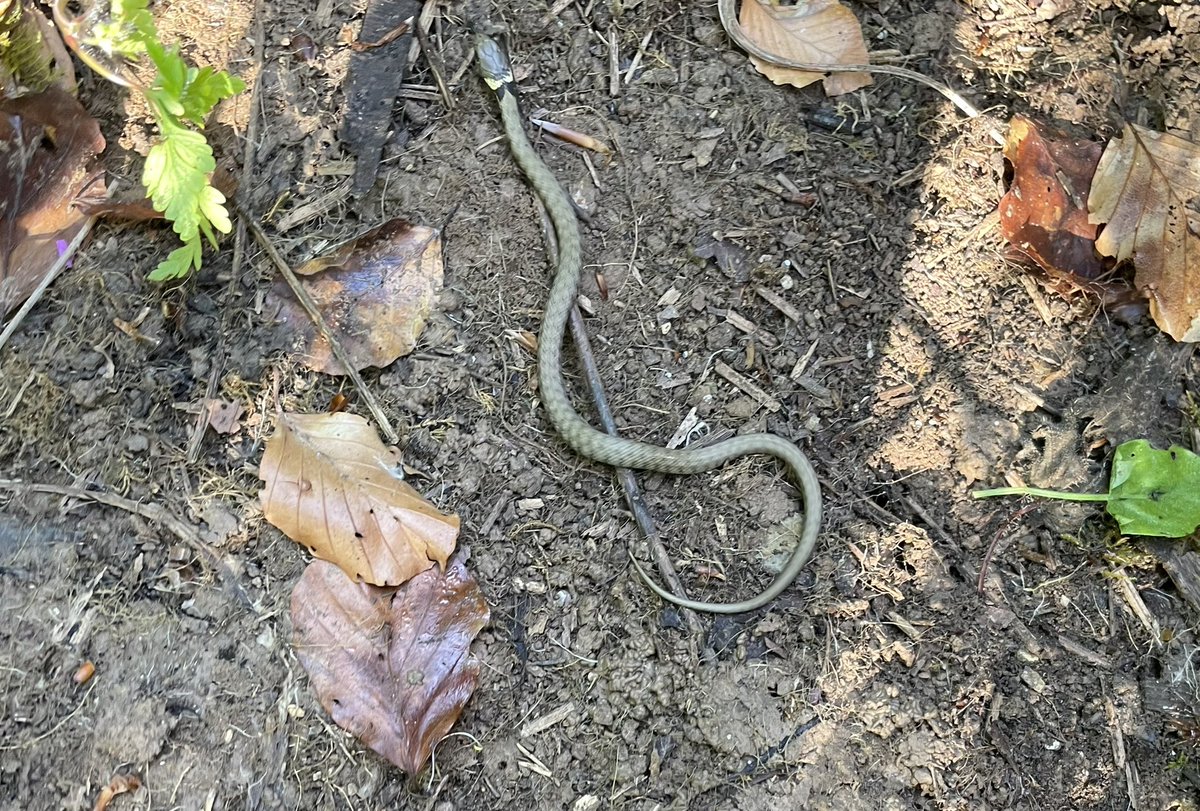 I was thrilled to find this juvenile grass snake in our field this afternoon!